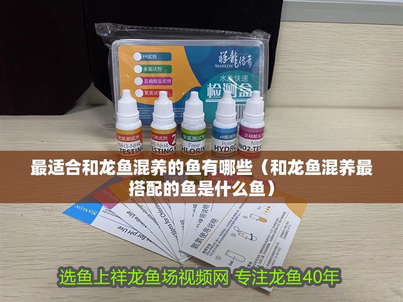 最適合和龍魚混養的魚有哪些（和龍魚混養最搭配的魚是什么魚）