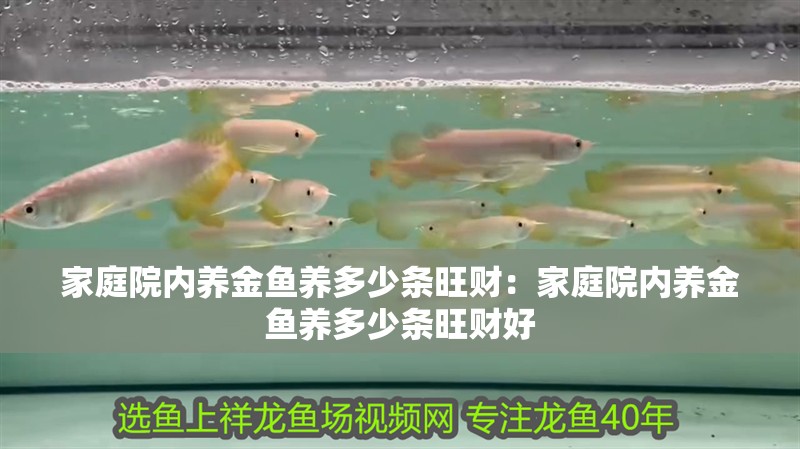 家庭院內養金魚養多少條旺財：家庭院內養金魚養多少條旺財好
