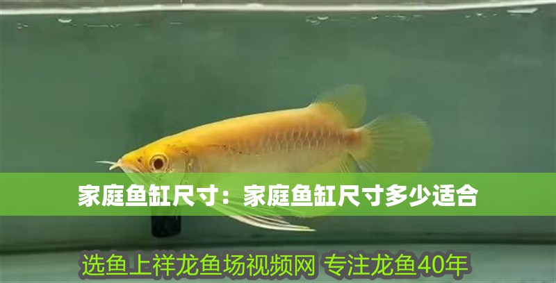 家庭魚缸尺寸：家庭魚缸尺寸多少適合