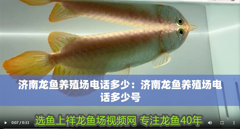 濟南龍魚養殖場電話多少：濟南龍魚養殖場電話多少號