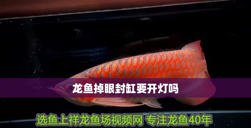龍魚(yú)掉眼封缸要開(kāi)燈嗎
