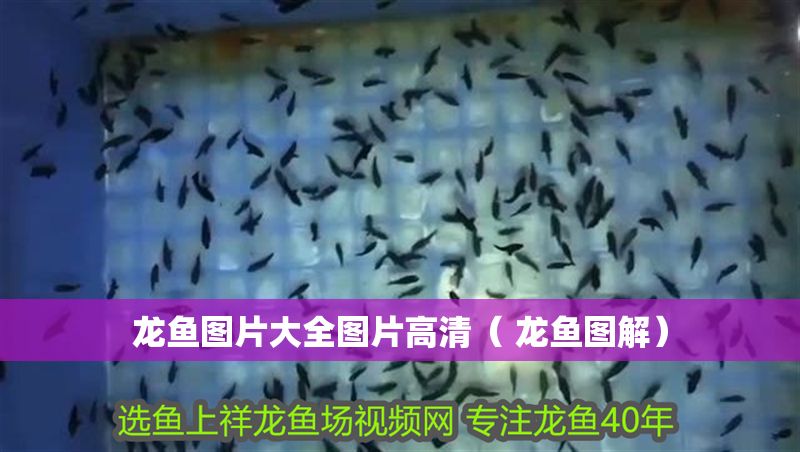 龍魚圖片大全圖片高清（ 龍魚圖解） 龍魚圖片大全圖片高清（ 龍魚圖解） 龍魚百科 第1張