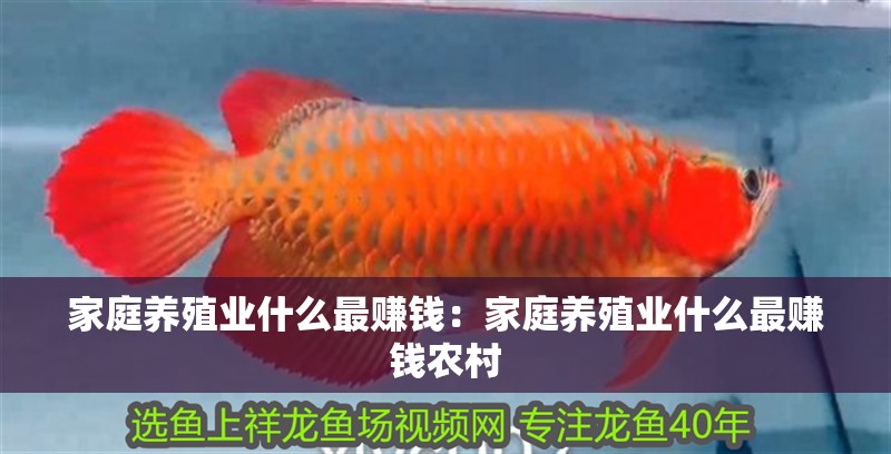 家庭養(yǎng)殖業(yè)什么最賺錢：家庭養(yǎng)殖業(yè)什么最賺錢農(nóng)村
