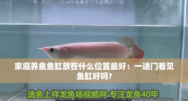 家庭養(yǎng)魚魚缸放在什么位置最好：一進(jìn)門看見魚缸好嗎?