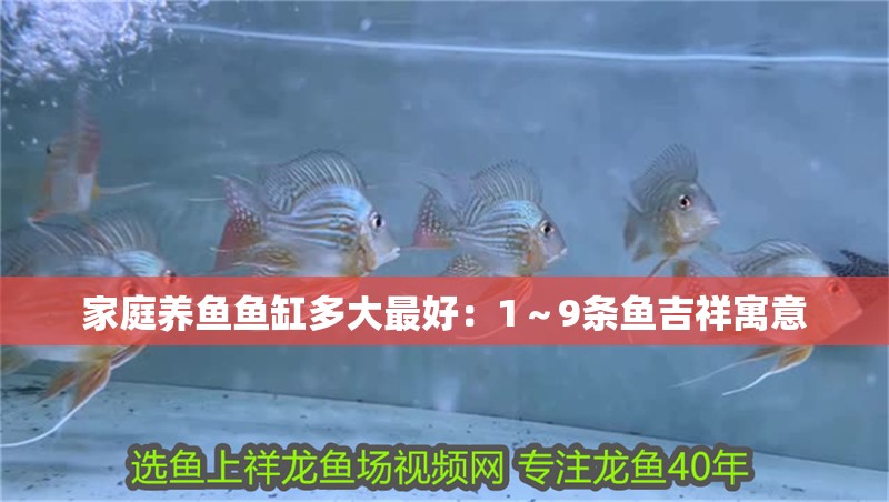 家庭養魚魚缸多大最好：1～9條魚吉祥寓意