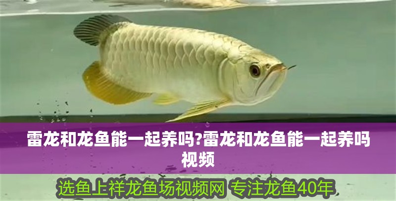 雷龍和龍魚能一起養嗎?雷龍和龍魚能一起養嗎視頻