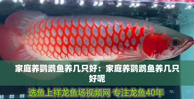 家庭養鸚鵡魚養幾只好：家庭養鸚鵡魚養幾只好呢