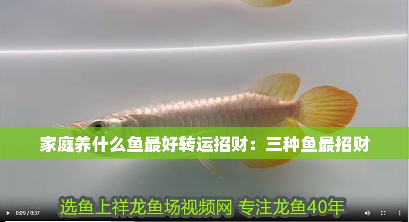 家庭養什么魚最好轉運招財：三種魚最招財