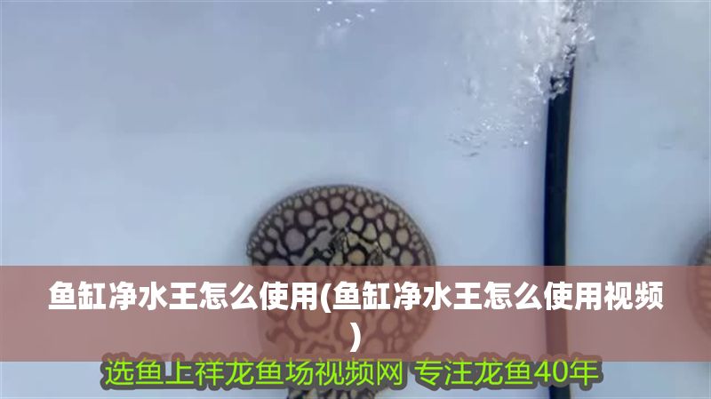 魚缸凈水王怎么使用(魚缸凈水王怎么使用視頻)