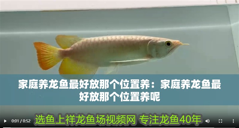 家庭養(yǎng)龍魚最好放那個位置養(yǎng)：家庭養(yǎng)龍魚最好放那個位置養(yǎng)呢