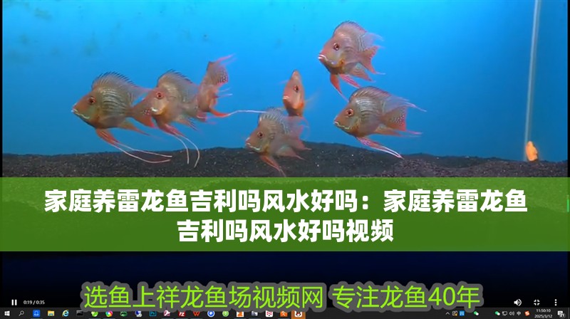 家庭養雷龍魚吉利嗎風水好嗎：家庭養雷龍魚吉利嗎風水好嗎視頻