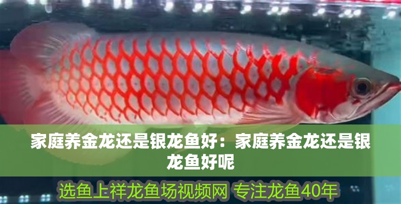 家庭養金龍還是銀龍魚好：家庭養金龍還是銀龍魚好呢