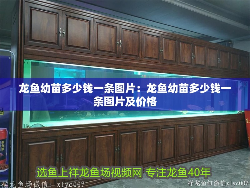 龍魚幼苗多少錢一條圖片：龍魚幼苗多少錢一條圖片及價格