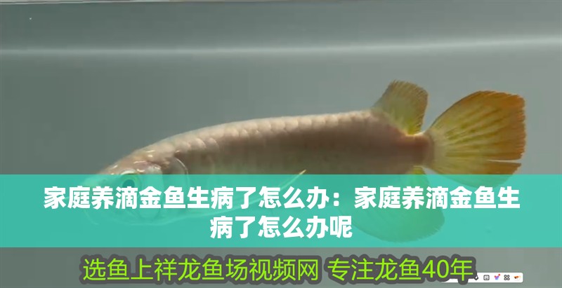 家庭養(yǎng)滴金魚生病了怎么辦：家庭養(yǎng)滴金魚生病了怎么辦呢