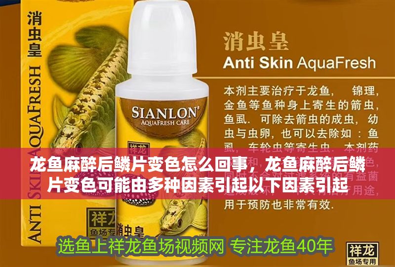 龍魚麻醉后鱗片變色怎么回事，龍魚麻醉后鱗片變色可能由多種因素引起以下因素引起