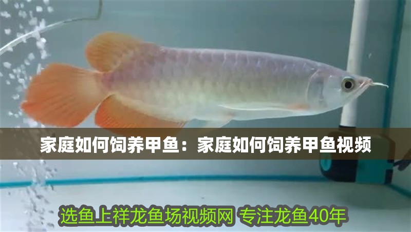 家庭如何飼養甲魚：家庭如何飼養甲魚視頻