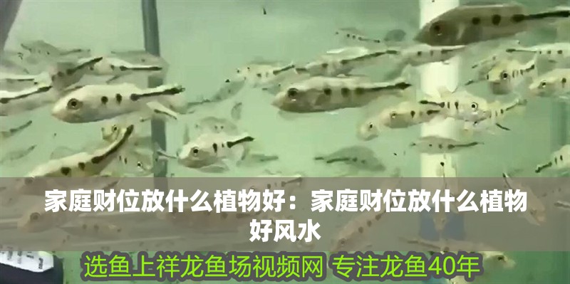 家庭財位放什么植物好：家庭財位放什么植物好風水
