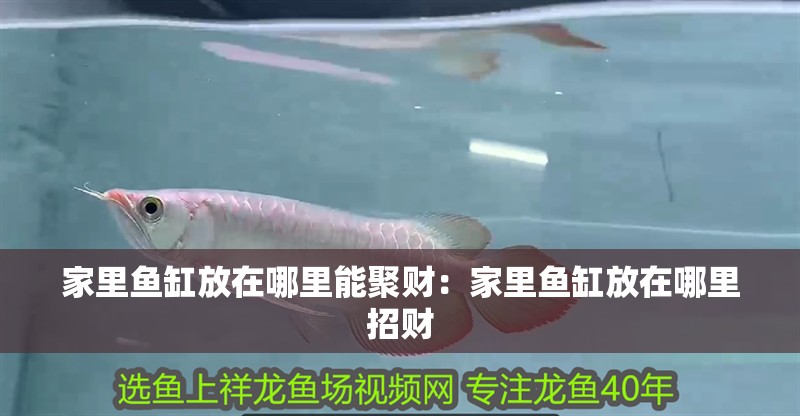 家里魚缸放在哪里能聚財(cái)：家里魚缸放在哪里招財(cái)