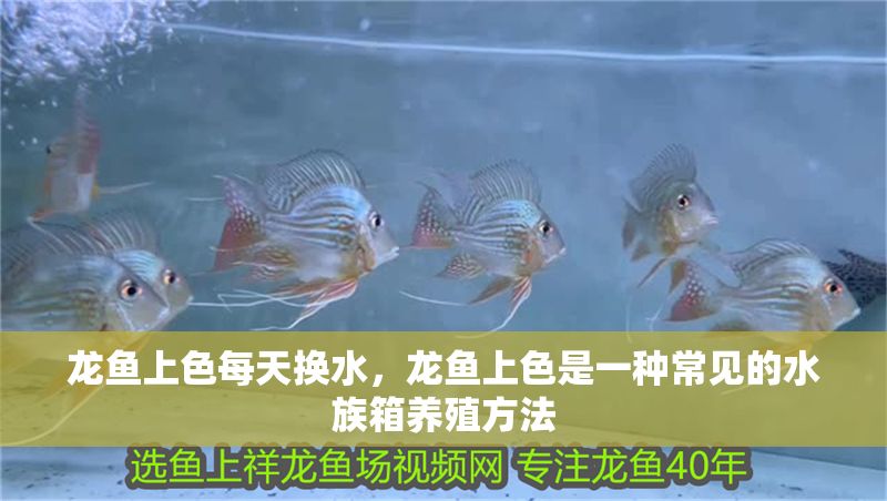龍魚上色每天換水，龍魚上色是一種常見的水族箱養殖方法
