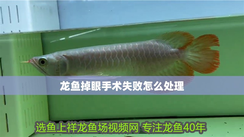 龍魚掉眼手術失敗怎么處理