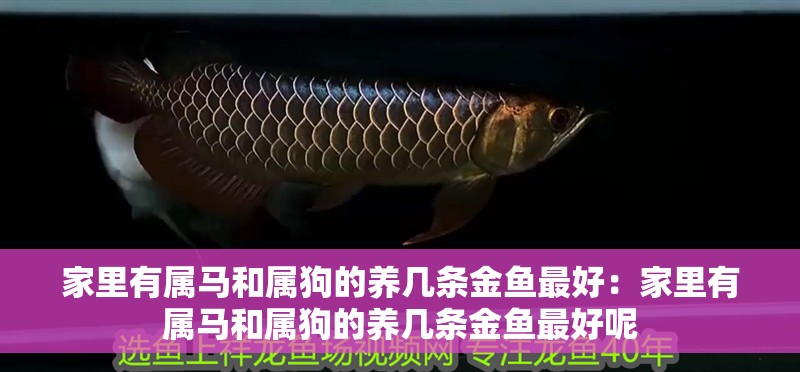 家里有屬馬和屬狗的養幾條金魚最好：家里有屬馬和屬狗的養幾條金魚最好呢