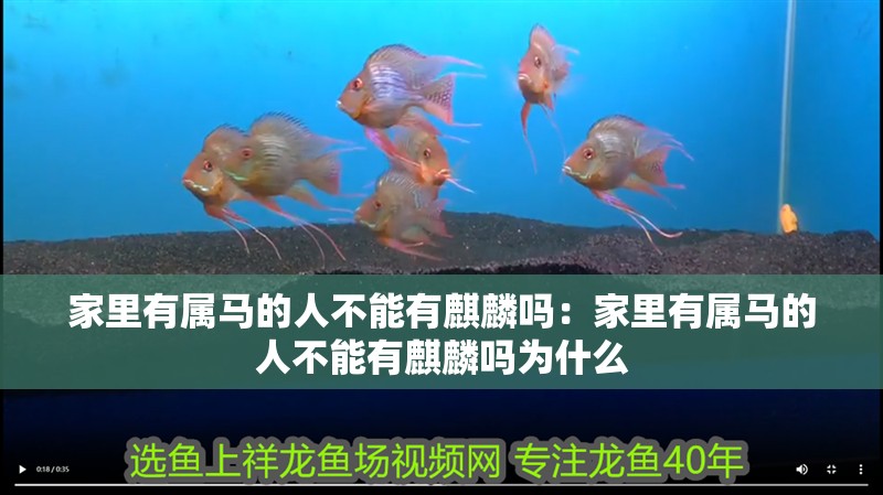 家里有屬馬的人不能有<strong><mark>麒麟</mark></strong>嗎：家里有屬馬的人不能有<strong><mark>麒麟</mark></strong>嗎為什么