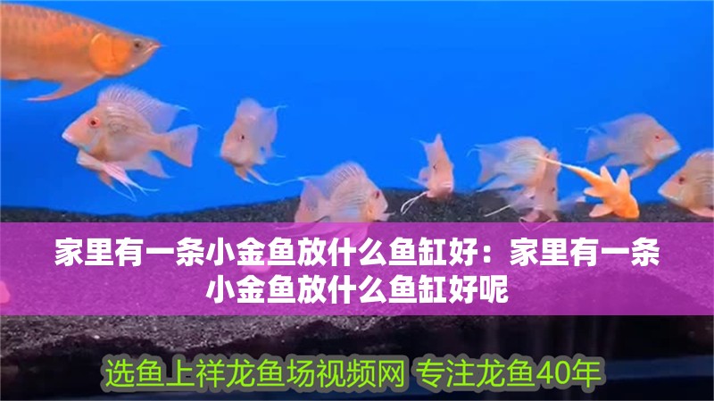家里有一條小金魚放什么魚缸好：家里有一條小金魚放什么魚缸好呢