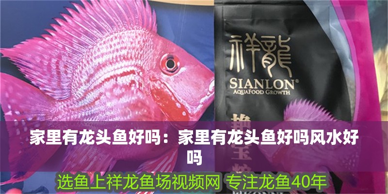 家里有龍頭魚好嗎：家里有龍頭魚好嗎風水好嗎