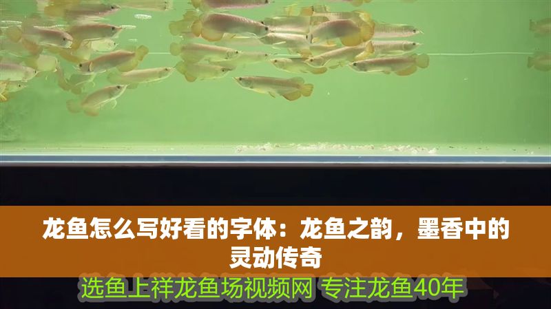 龍魚怎么寫好看的字體：龍魚之韻，墨香中的靈動傳奇
