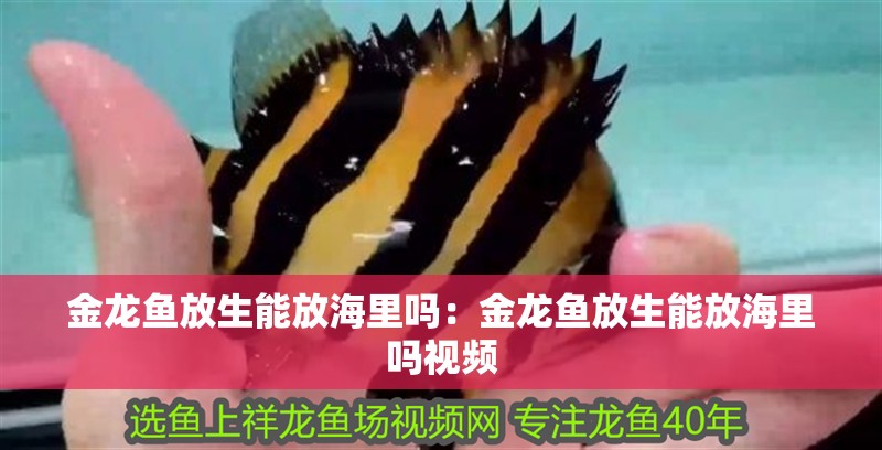金龍魚放生能放海里嗎：金龍魚放生能放海里嗎視頻