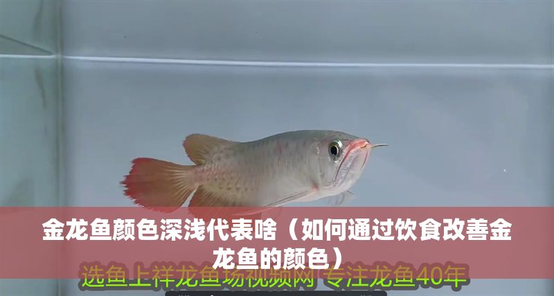 金龍魚顏色深淺代表啥（如何通過飲食改善金龍魚的顏色） 金龍魚顏色深淺代表啥（如何通過飲食改善金龍魚的顏色） 龍魚百科 第2張