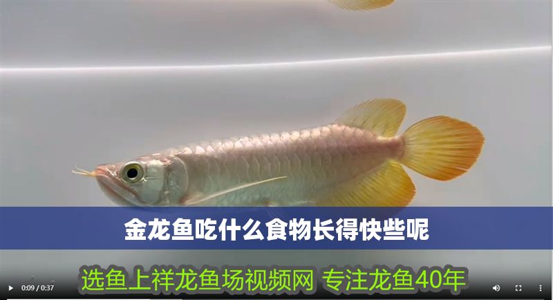 金龍魚吃什么食物長得快些呢