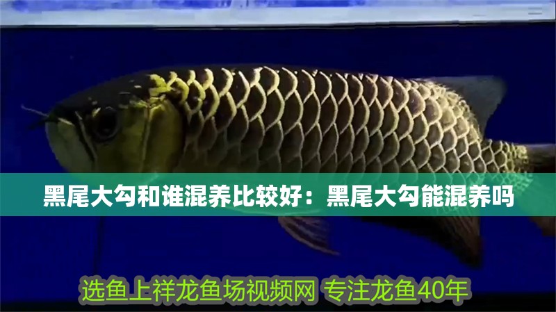 黑尾大勾和誰混養(yǎng)比較好:黑尾大勾能混養(yǎng)嗎