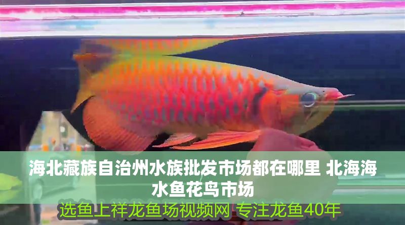 海北藏族自治州水族批發(fā)市場(chǎng)都在哪里 北海海水魚花鳥市場(chǎng)