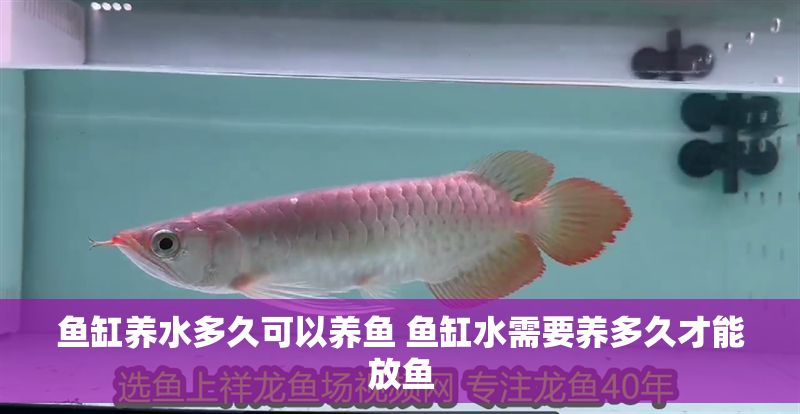魚(yú)缸養(yǎng)水多久可以養(yǎng)魚(yú) 魚(yú)缸水需要養(yǎng)多久才能放魚(yú)