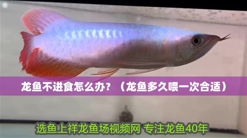 龍魚不進食怎么辦？（龍魚多久喂一次合適）