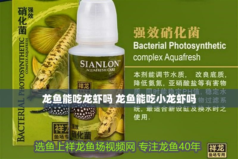 龍魚能吃龍蝦嗎 龍魚能吃小龍蝦嗎