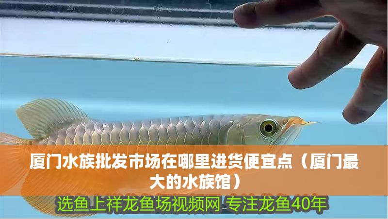 廈門水族批發市場在哪里進貨便宜點（廈門最大的水族館）
