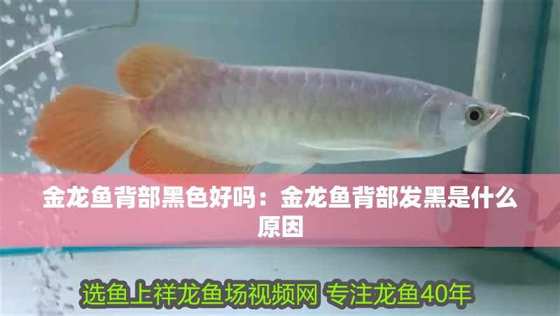 龍魚干蝦有營養嗎 金龍魚背部黑色好嗎:金龍魚背部發黑是什么原因 龍魚百科 金龍魚背部黑色好嗎:金龍魚背部發黑是什么原因 金龍魚背部黑色好嗎:金龍魚背部發黑是什么原因 龍魚百科