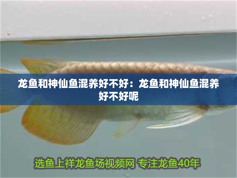 龍魚和神仙魚混養好不好：龍魚和神仙魚混養好不好呢
