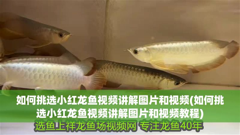 如何挑選小紅龍魚視頻講解圖片和視頻(如何挑選小紅龍魚視頻講解圖片和視頻教程)
