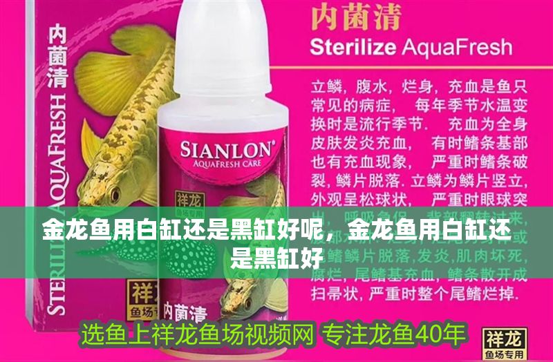 金龍魚用白缸還是黑缸好呢，金龍魚用白缸還是黑缸好