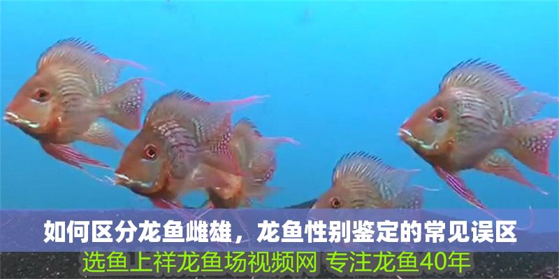 如何區分龍魚雌雄，龍魚性別鑒定的常見誤區