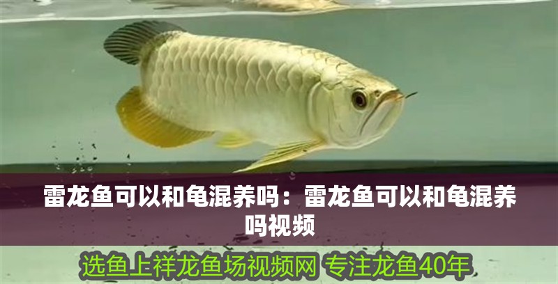 雷龍魚可以和龜混養(yǎng)嗎：雷龍魚可以和龜混養(yǎng)嗎視頻