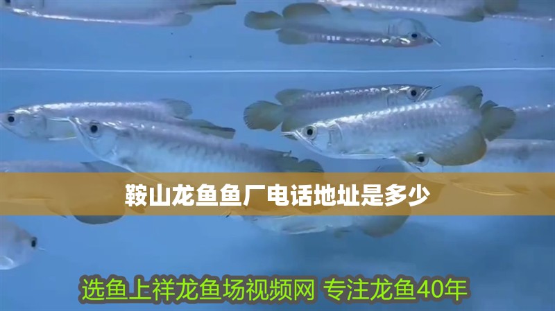 鞍山龍魚魚廠電話地址是多少