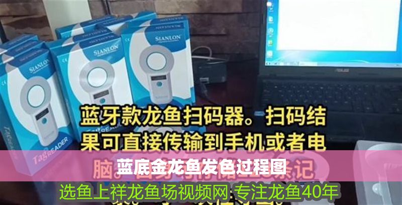 藍底金龍魚發(fā)色過程圖