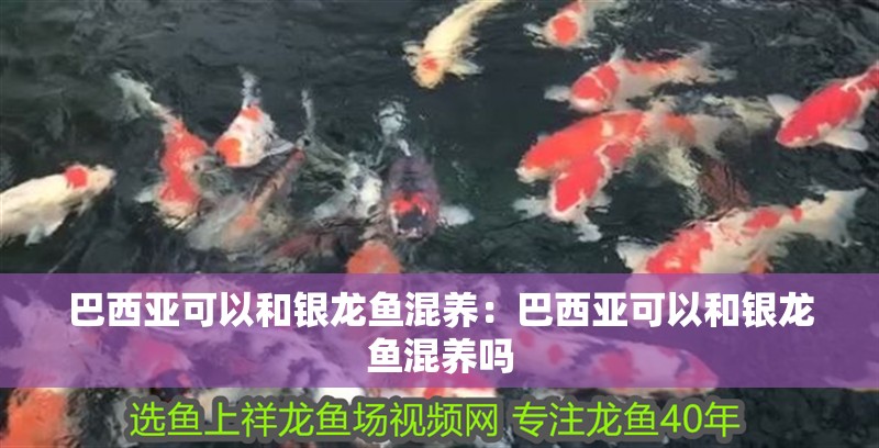 巴西亞可以和銀龍魚混養:巴西亞可以和銀龍魚混養嗎