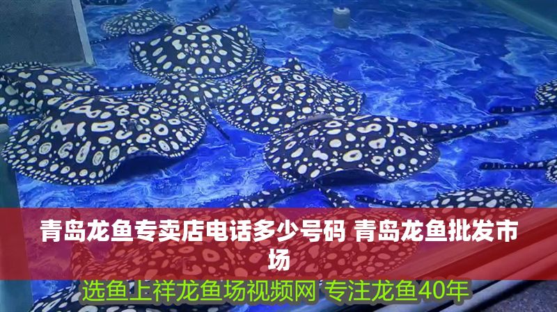 青島龍魚專賣店電話多少號碼 青島龍魚批發市場