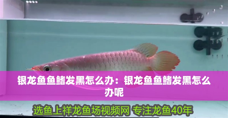 銀龍魚魚鰭發黑怎么辦：銀龍魚魚鰭發黑怎么辦呢
