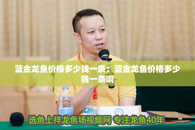 藍金龍魚價格多少錢一條：藍金龍魚價格多少錢一條啊
